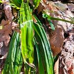 Carex plantaginea Leaf