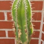Isolatocereus dumortieri Hoja