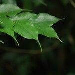 Cleistanthus sumatranus Hoja