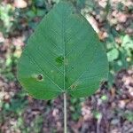 Croton urucurana Leaf