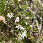 Calytrix tetragona Lorea