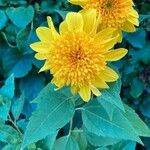 Helianthus decapetalus 花