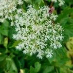 Peucedanum ostruthium Flower