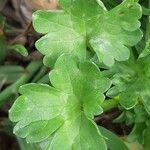 Ranunculus muricatus Leaf