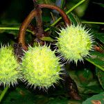 Aesculus hippocastanum Fruit