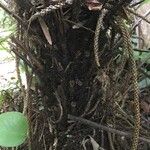 Blechnum gibbum Bark