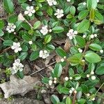 Cotoneaster dammeri Hábitos