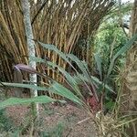 Aechmea magdalenae Leaf