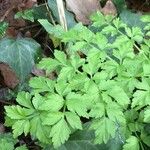 Oenanthe crocata Leaf