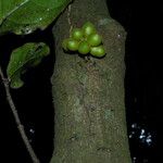 Desmopsis schippii Fruit