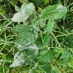 Verbena urticifolia Levél