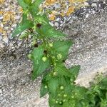 Scrophularia peregrina Leaf