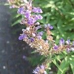 Vitex agnus-castus Virág