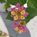 Lantana camaraFlor