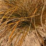 Carex testacea Leaf