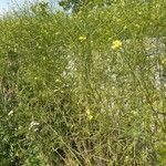 Sisymbrium altissimum Habitat