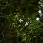 Jasminum grandiflorum 花