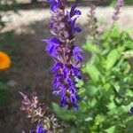 Salvia sylvestrisBlüte