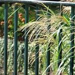 Miscanthus sinensis عادت