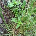 Epilobium roseum Lehti