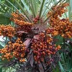 Chamaerops humilis Fruto