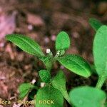 Myosotis speluncicola Other