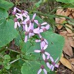 Pericallis aurita Çiçek
