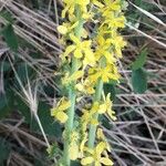 Agrimonia eupatoria 花