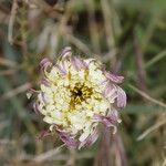 Urospermum dalechampii Цветок