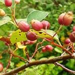 Cotoneaster integerrimus Gyümölcs