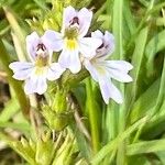 Euphrasia stricta Fiore