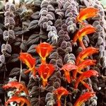 Columnea microcalyx Hoja