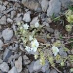 Potentilla alchimilloides Květ
