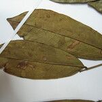 Andira surinamensis Leaf