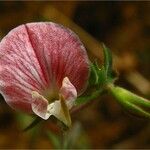 Acmispon americanus 花