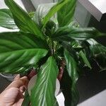 Spathiphyllum floribundum Φύλλο