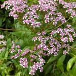 Pericallis steetzii Flor
