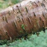 Betula alleghaniensis Kôra