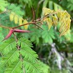 Vachellia cornigera Folio