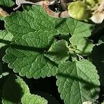 Clinopodium nepeta Folha