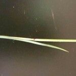 Heteropogon contortus Hoja