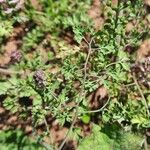 Fumaria agraria Hoja