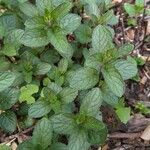 Mentha piperita chocolate葉