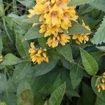 Lysimachia vulgaris Flower