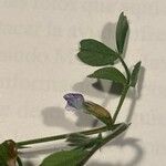 Vicia lathyroides Flower