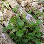 Viola rostrata Habitatea