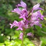 Orchis militarisFlor