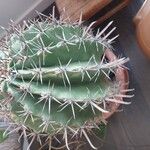 Ferocactus herrerae Foglia