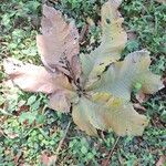 Myrianthus holstii Yaprak