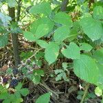 Rubus macrostachys Mosusu